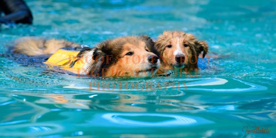 Collies Swimming Session at Gumhaven