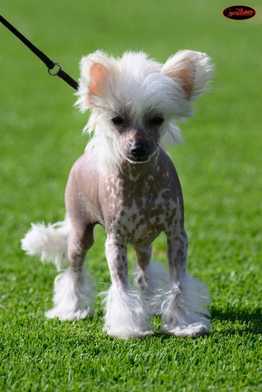 Toy Club of SA Champ Shows - May 25