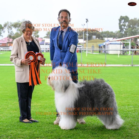 Aust Cattle Dog Club of SA All Breeds Shows, Feb/Mar 26