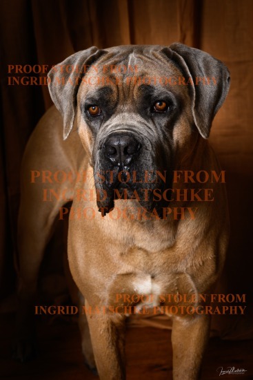 Cane Corso  Studio Shoot