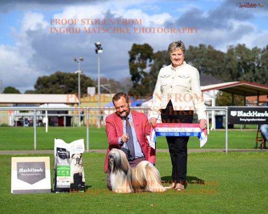 Adelaide KC Champ Shows, Jun '26