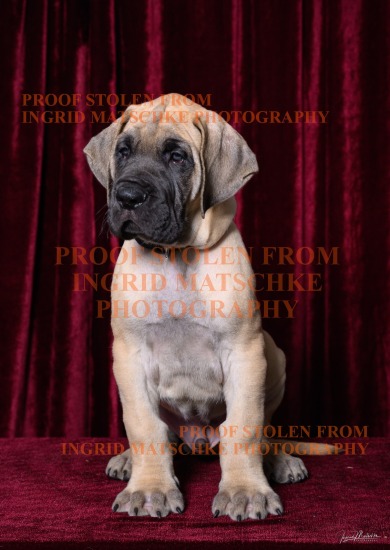 Great Dane Litter of 12 (and a cat), Jul 26